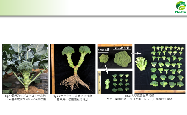 研究紹介スライド_髙橋１